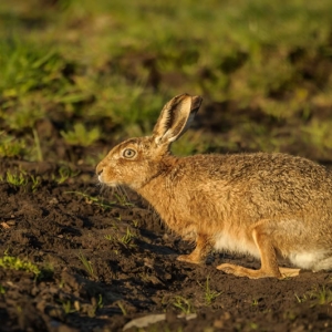 Redwell   18 04 2017 (17 Of 51).jpg